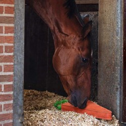 Se hest lege med gulerod. stalden