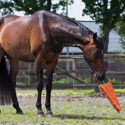 Se den søde gulerod som hest leger med