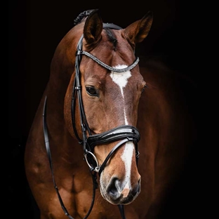 Schockemöhle trense "Satchmo Isabell Werth" - sort m. lak