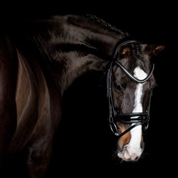 Hest med Mozart pandebånd clincher