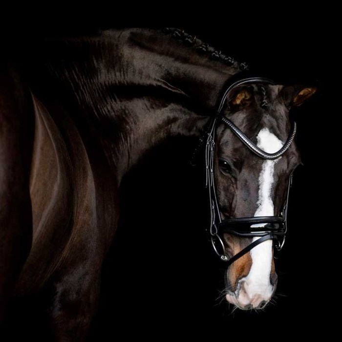 Hest med Mozart pandebånd clincher