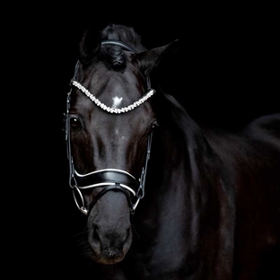 Sort hest står forfra med pandebånd Romanov fra SD Design