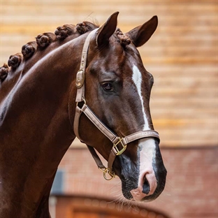 Equestrian Stockholm grime "Line" - Champagne