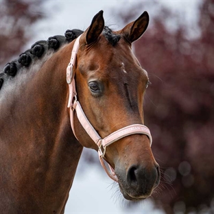 Equestrian Stockholm grime "Line" - Pink