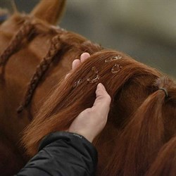 Se super plait gel fra Blue Hors i man