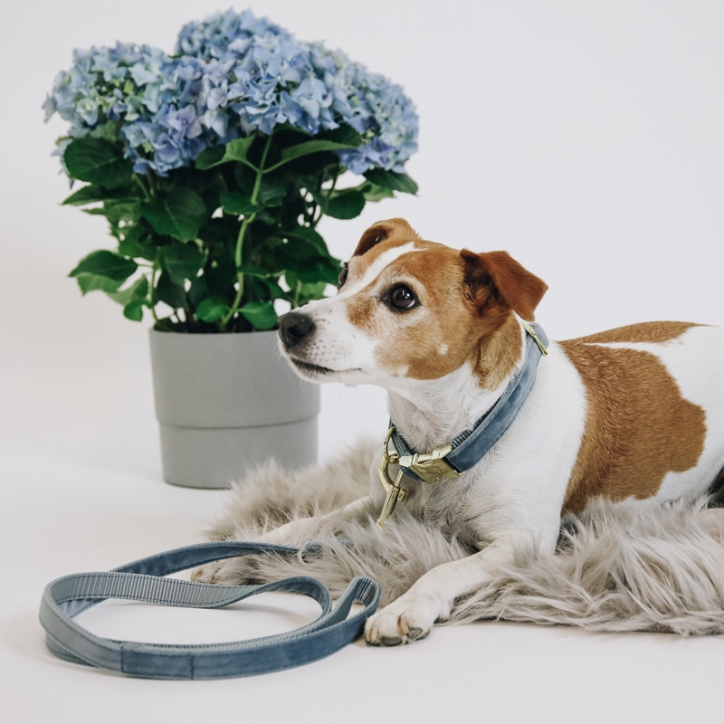 Kentucky hundehalsbånd "Velvet" - light blue