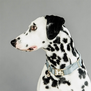 Kentucky hundehalsbånd "Velvet" - light blue