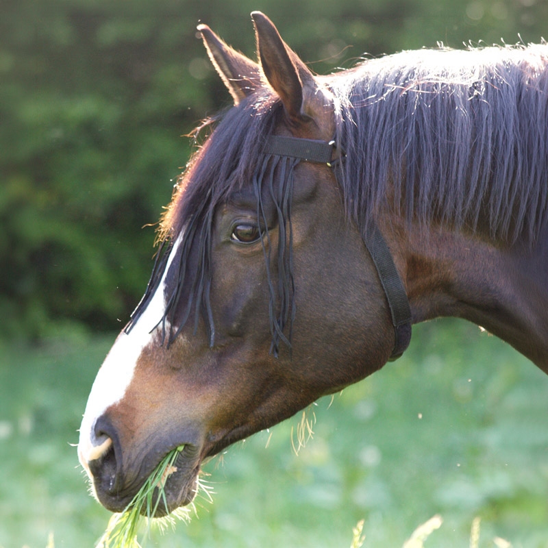 Waldhausen fluenet m. kæberem